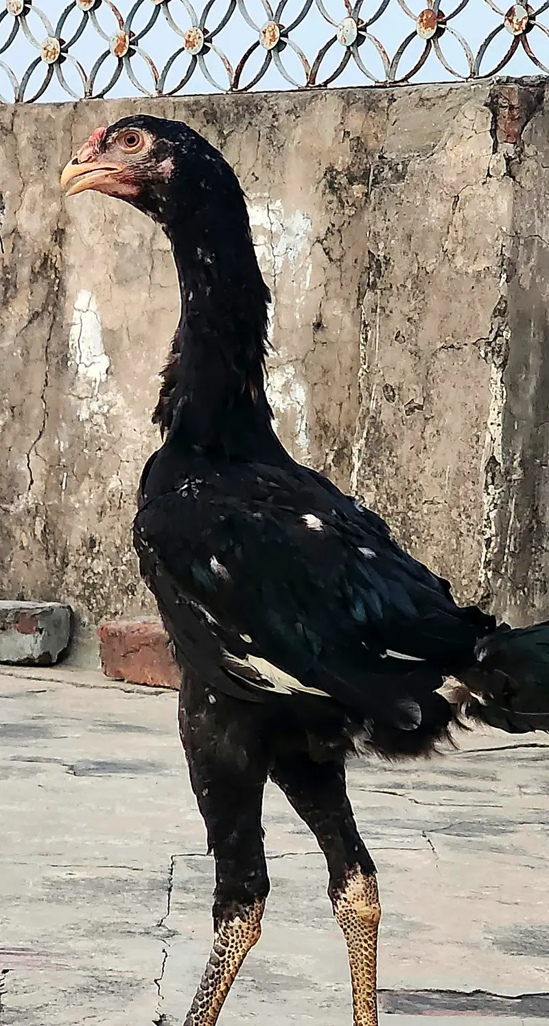 Black O-Shamo | Tall Long Neck | Premium Bird — photo 3