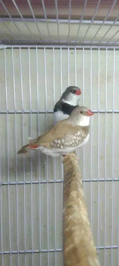 lady Gouldian and exotic finches