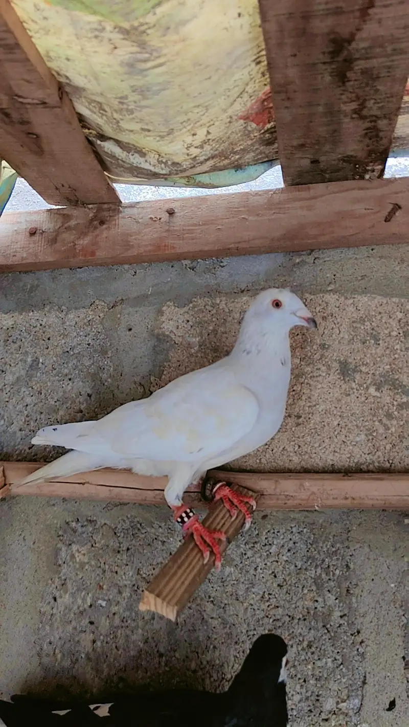 5 ha larta hua — photo 2