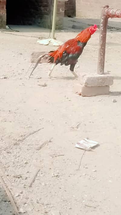 mianwali aseel