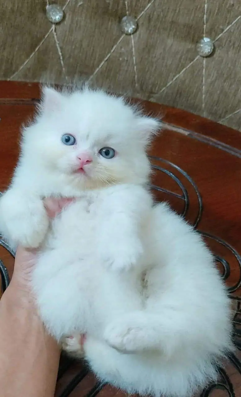 Persian cat for sale Punch face — photo 3