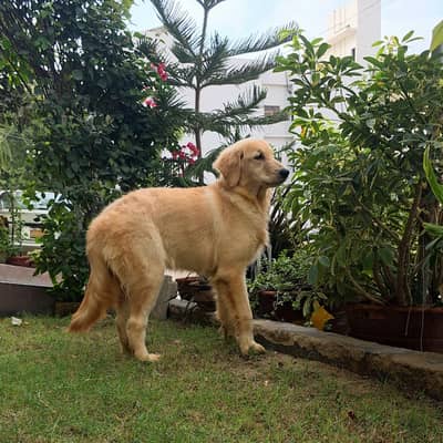 Purebred Golden Retriever Puppies