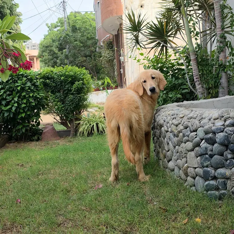 Purebred Golden Retriever Puppies — photo 2