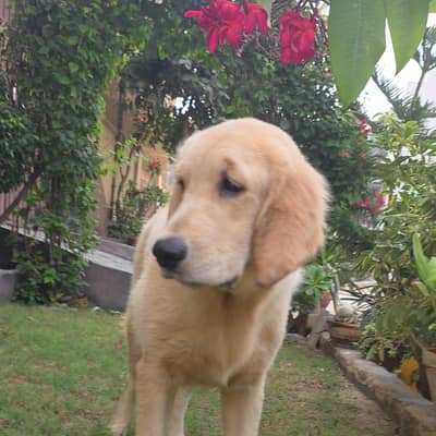 Purebred Golden Retriever Puppies