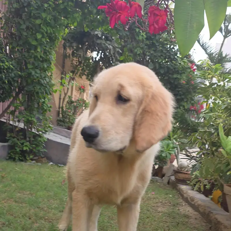 Purebred Golden Retriever Puppies — photo 3