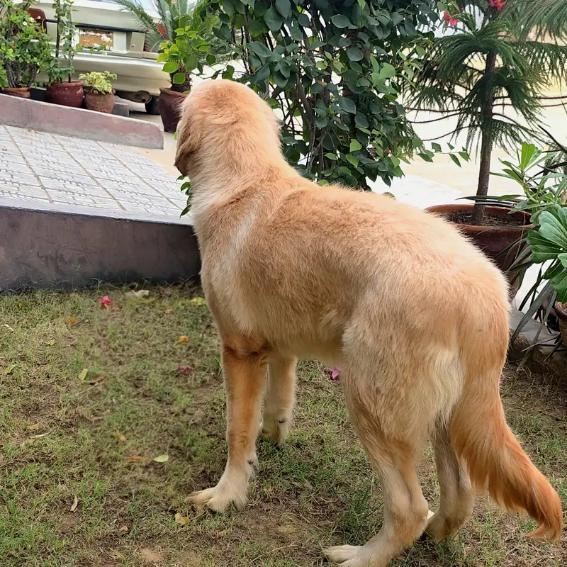 Purebred Golden Retriever Puppies — photo 4