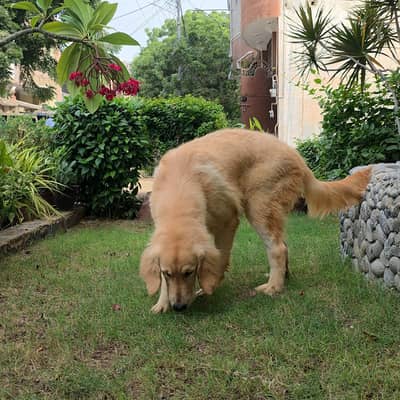 Purebred Golden Retriever Puppies