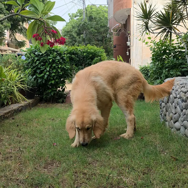 Purebred Golden Retriever Puppies — photo 5