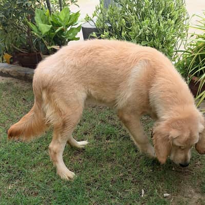 Purebred Golden Retriever Puppies