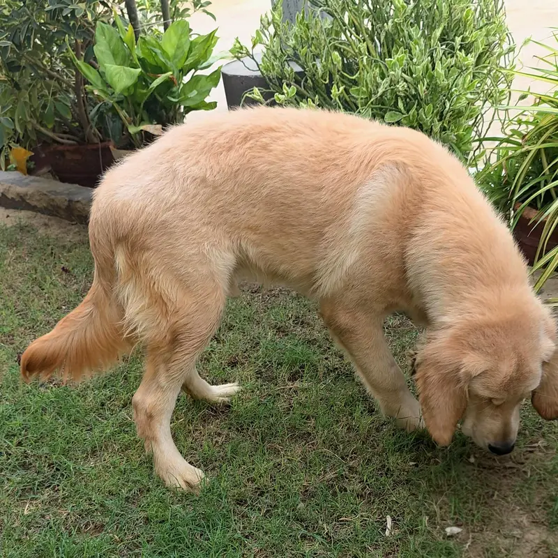 Purebred Golden Retriever Puppies — photo 6