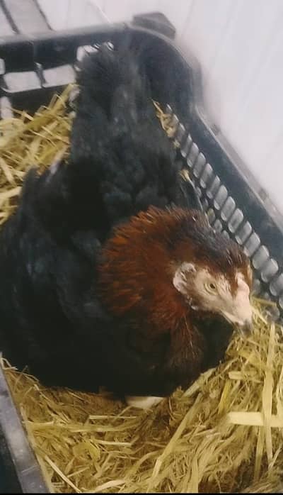 kurak hen kurak female for sale