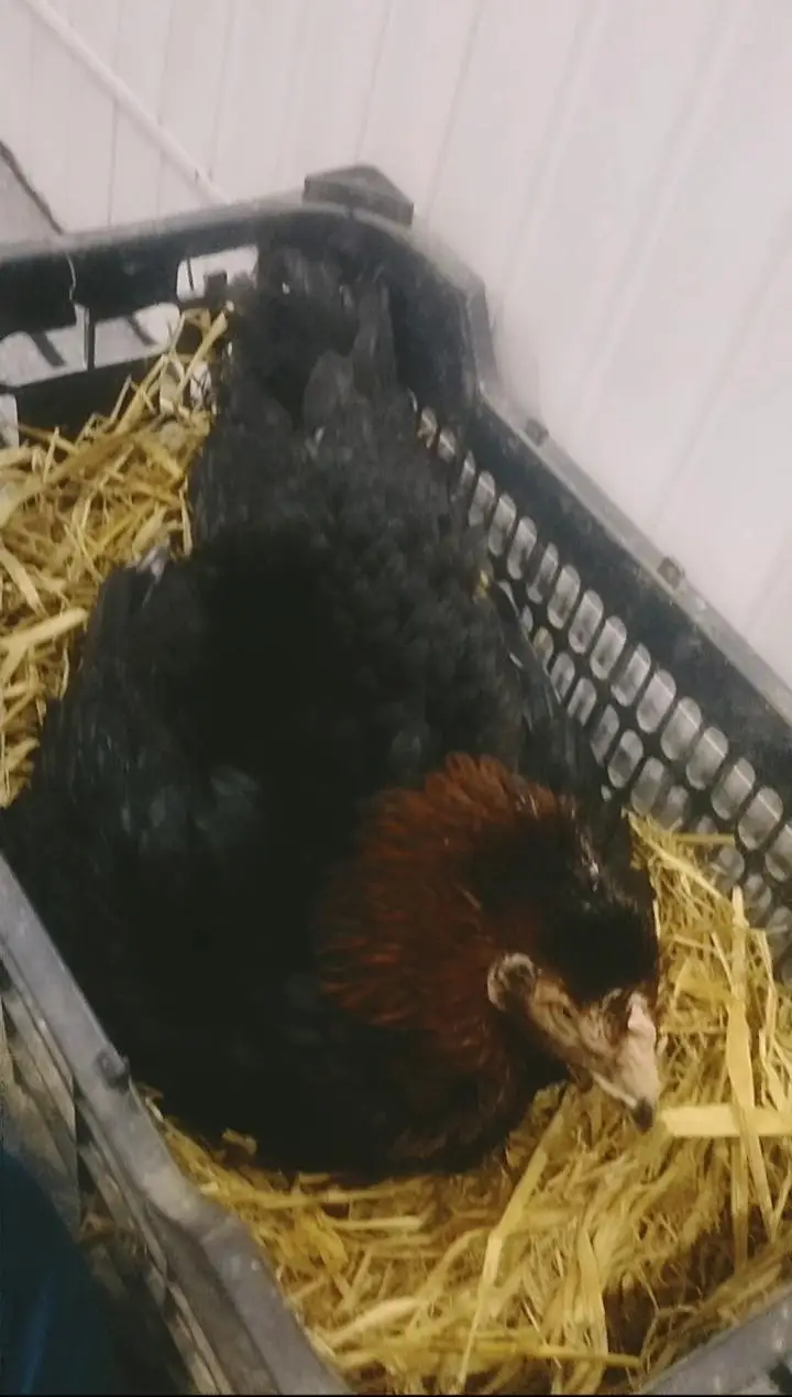 kurak hen kurak female for sale — photo 2
