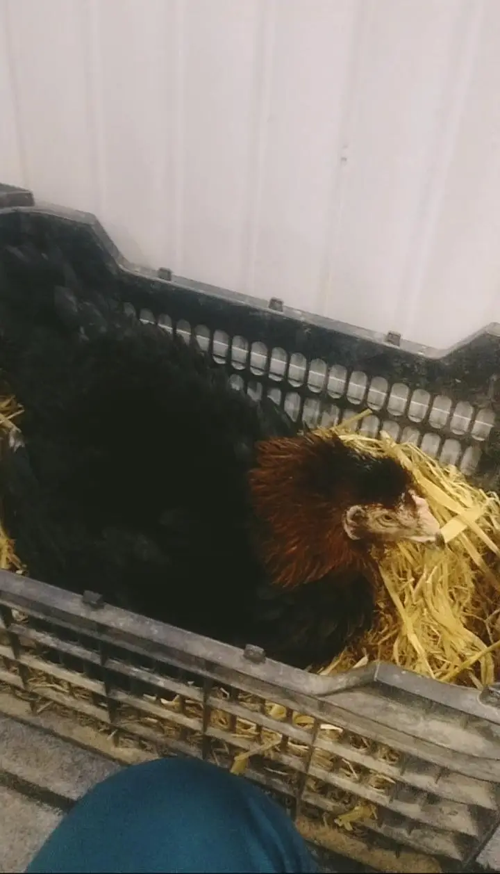 kurak hen kurak female for sale — photo 3