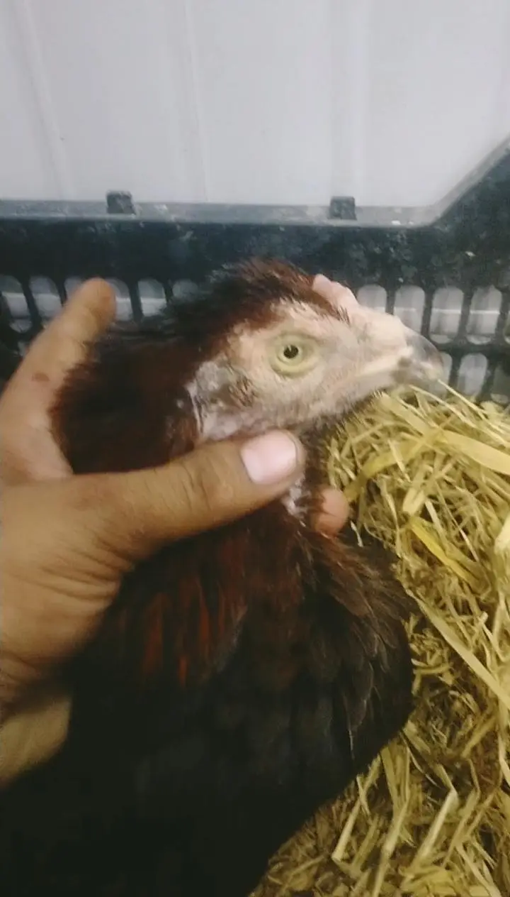 kurak hen kurak female for sale — photo 4