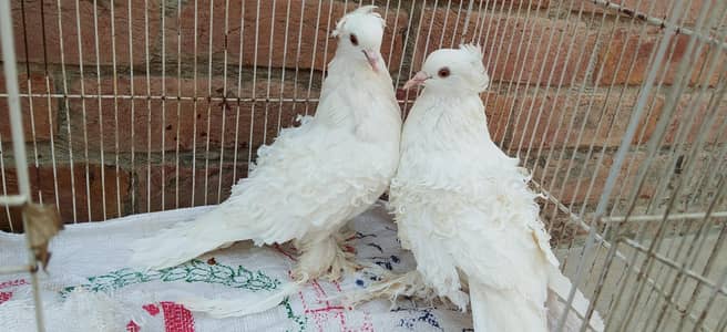 pegion urgent sale pair