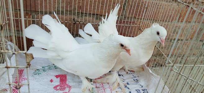 pegion urgent sale pair
