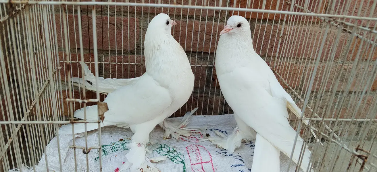 pegion urgent sale pair — photo 5