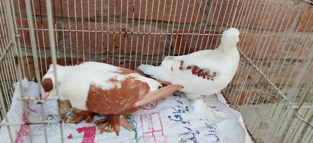 pegion urgent sale pair — photo 7