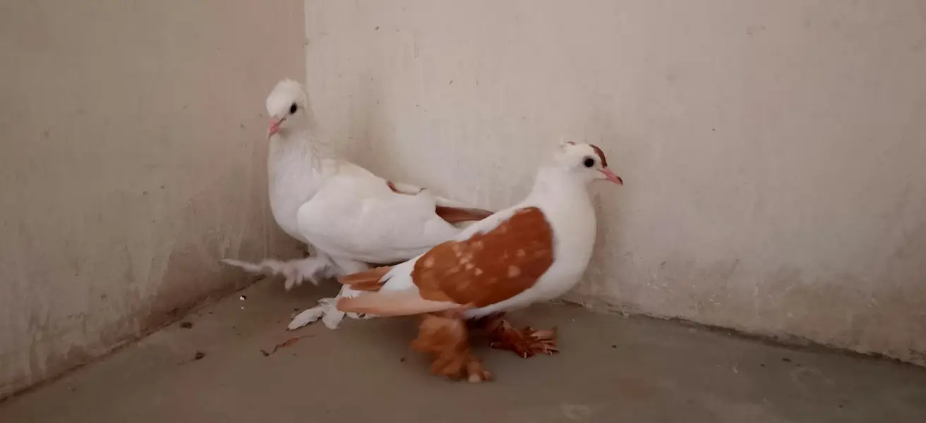 pegion urgent sale pair — photo 8