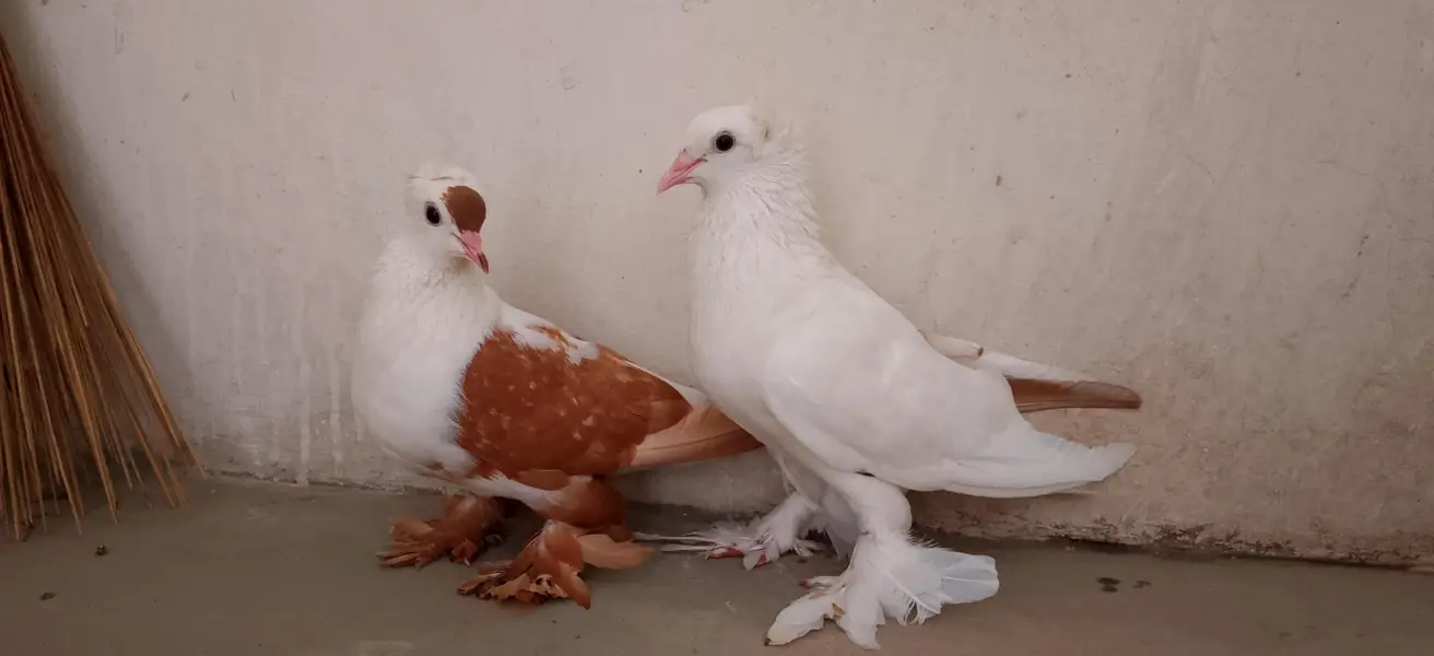 pegion urgent sale pair — photo 9