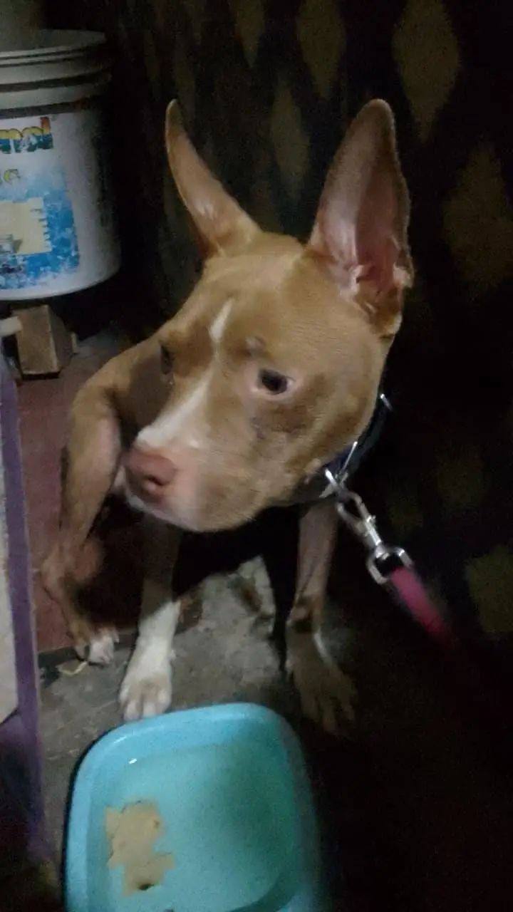 AMERICAN PITBULL — photo 6