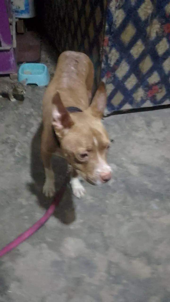 AMERICAN PITBULL — photo 10