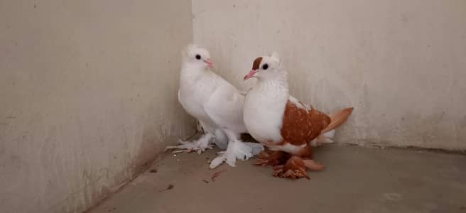 pegion sale