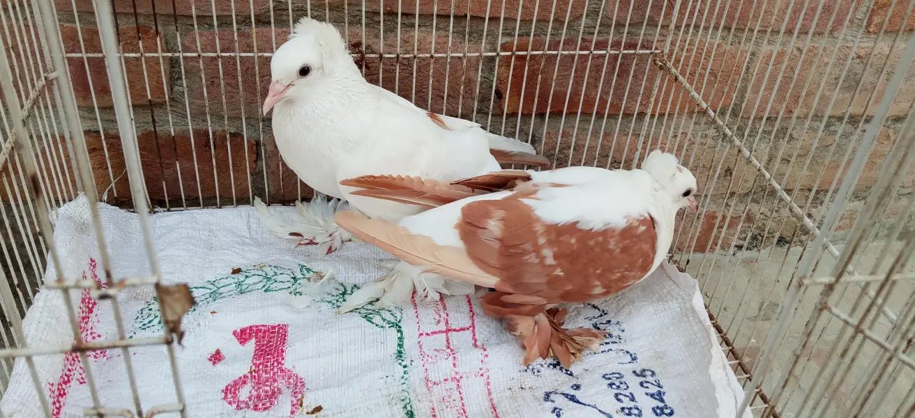 pegion sale — photo 2