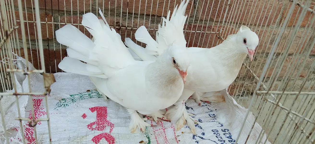 pegion sale — photo 7