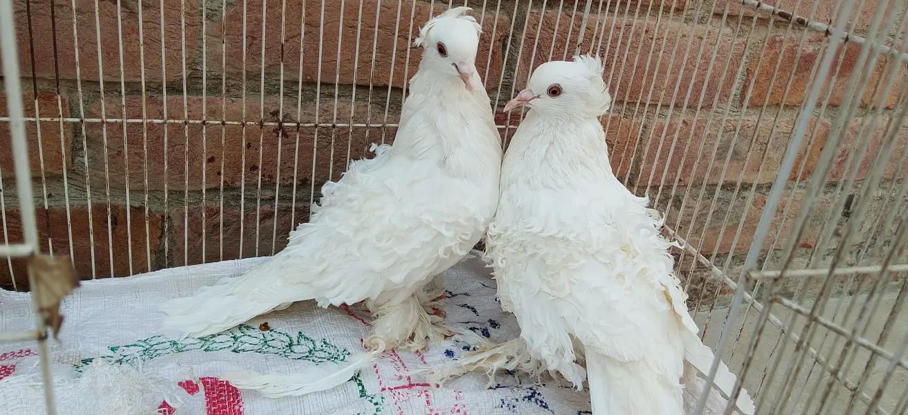 pegion sale — photo 9