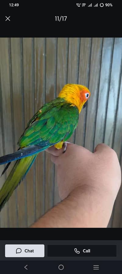 birds