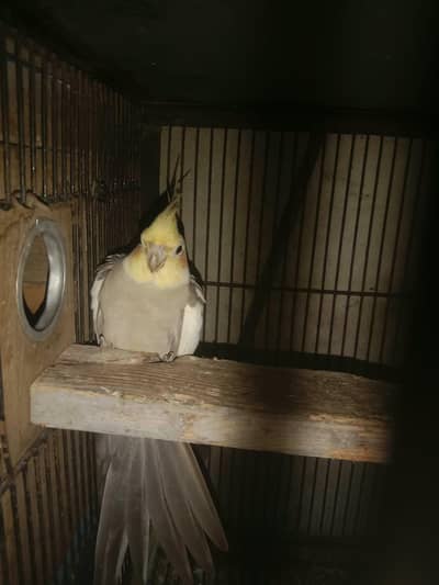 birds