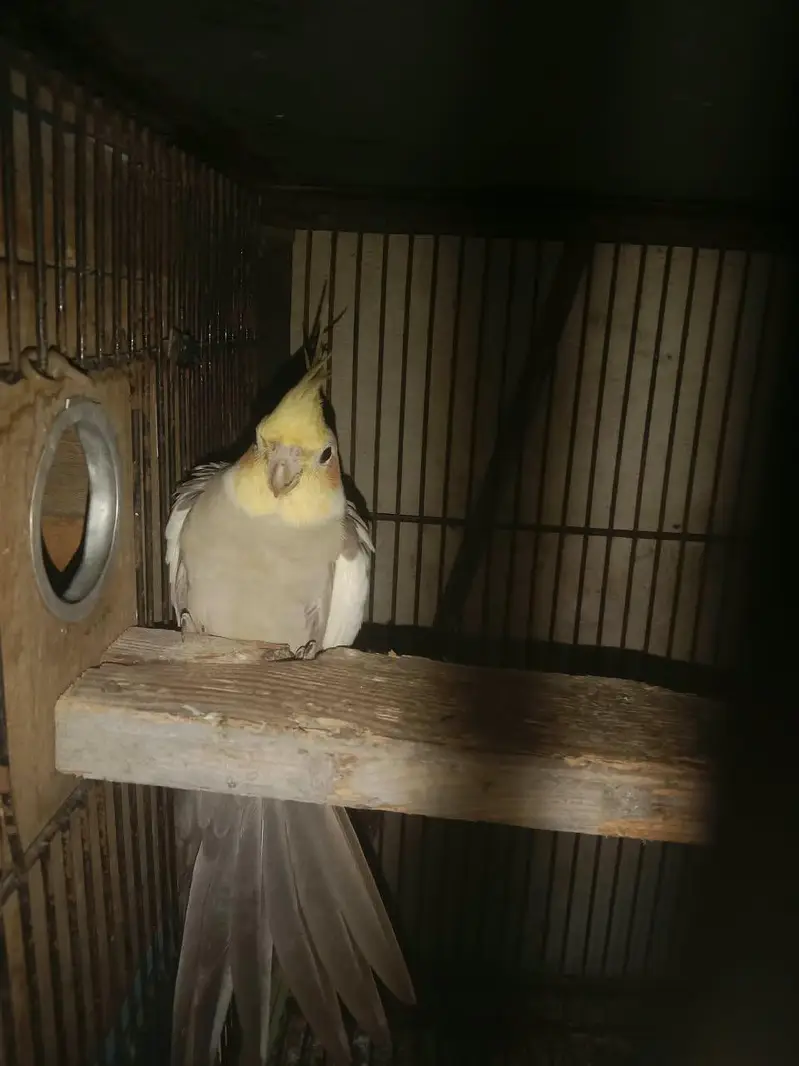 birds — photo 2