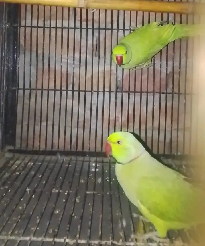birds — photo 3