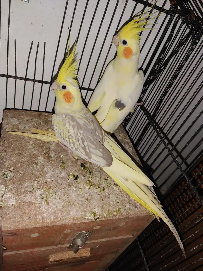 birds — photo 4