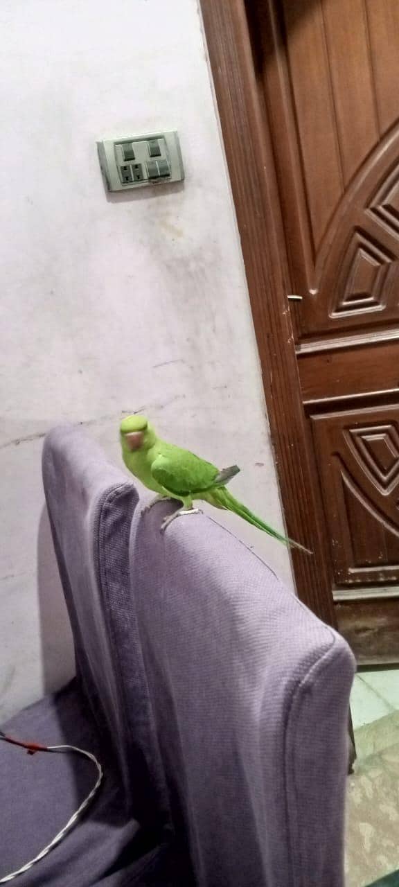 birds 4