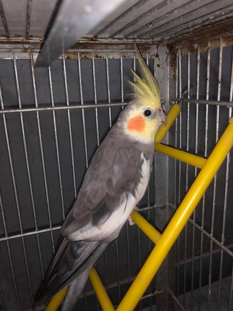 birds 7