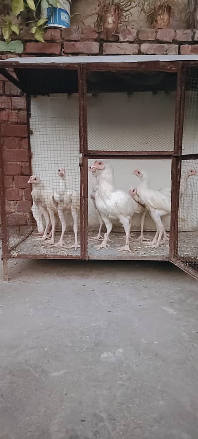Pure White Aseel Murghy For Sale
