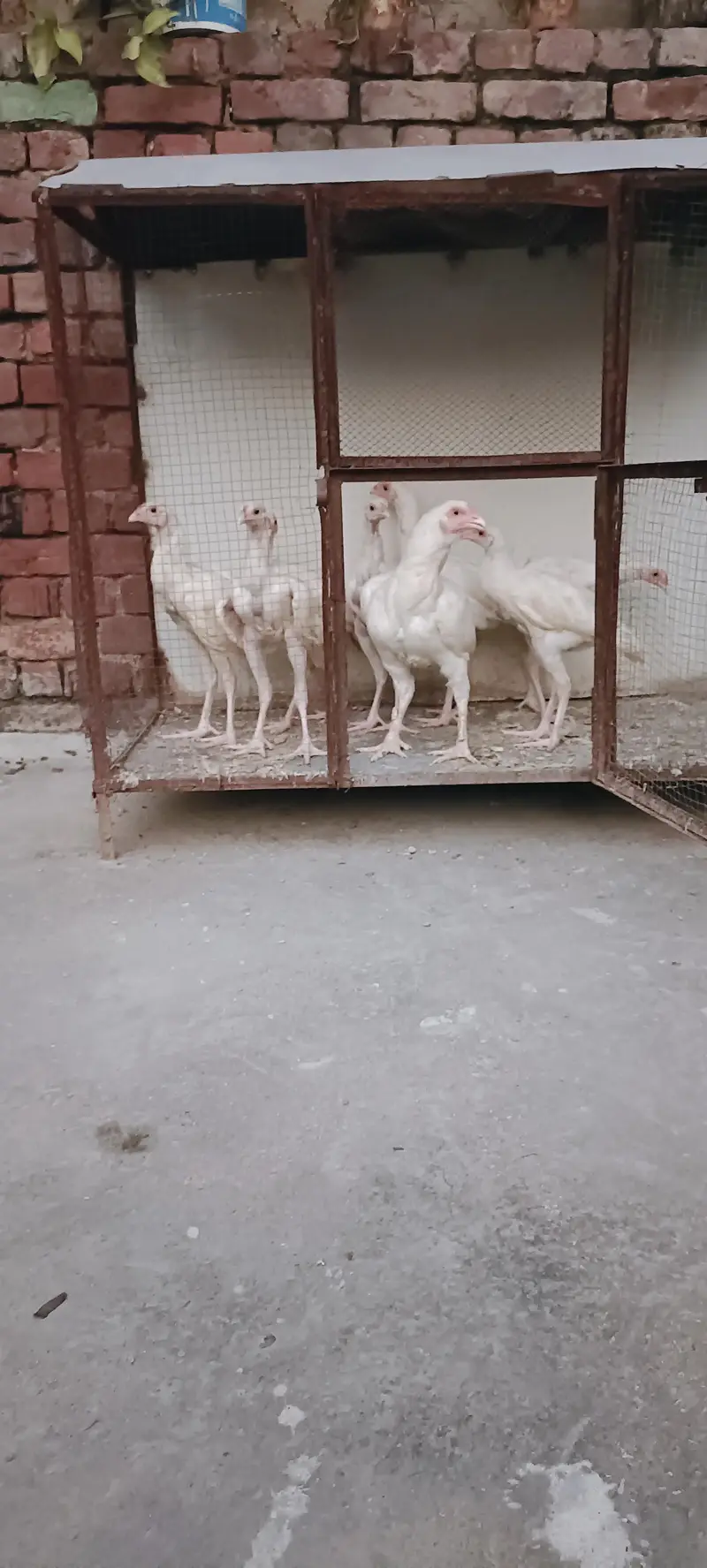 Pure White Aseel Murghy For Sale — photo 2