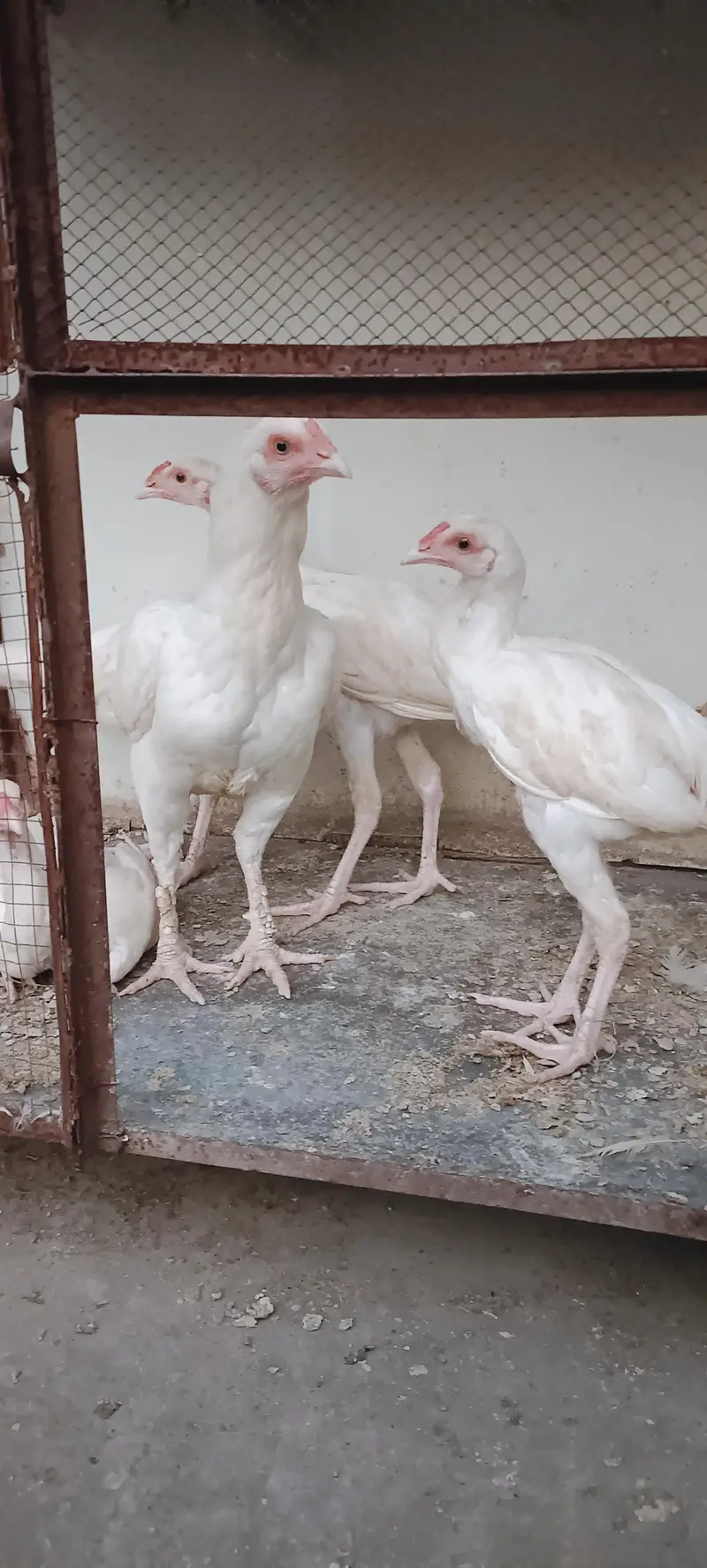 Pure White Aseel Murghy For Sale — photo 3