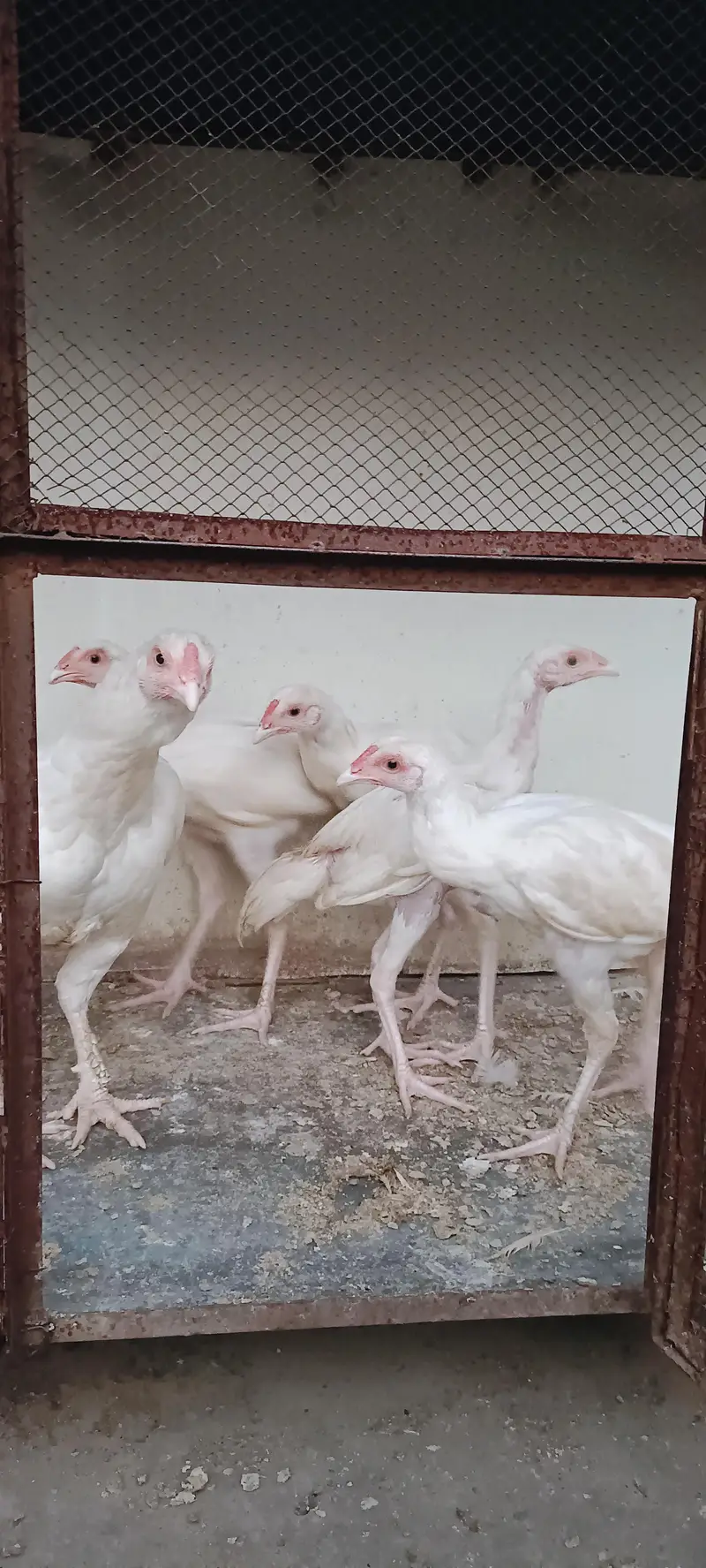 Pure White Aseel Murghy For Sale — photo 4