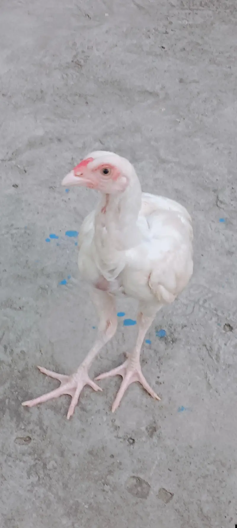 Pure White Aseel Murghy For Sale — photo 5