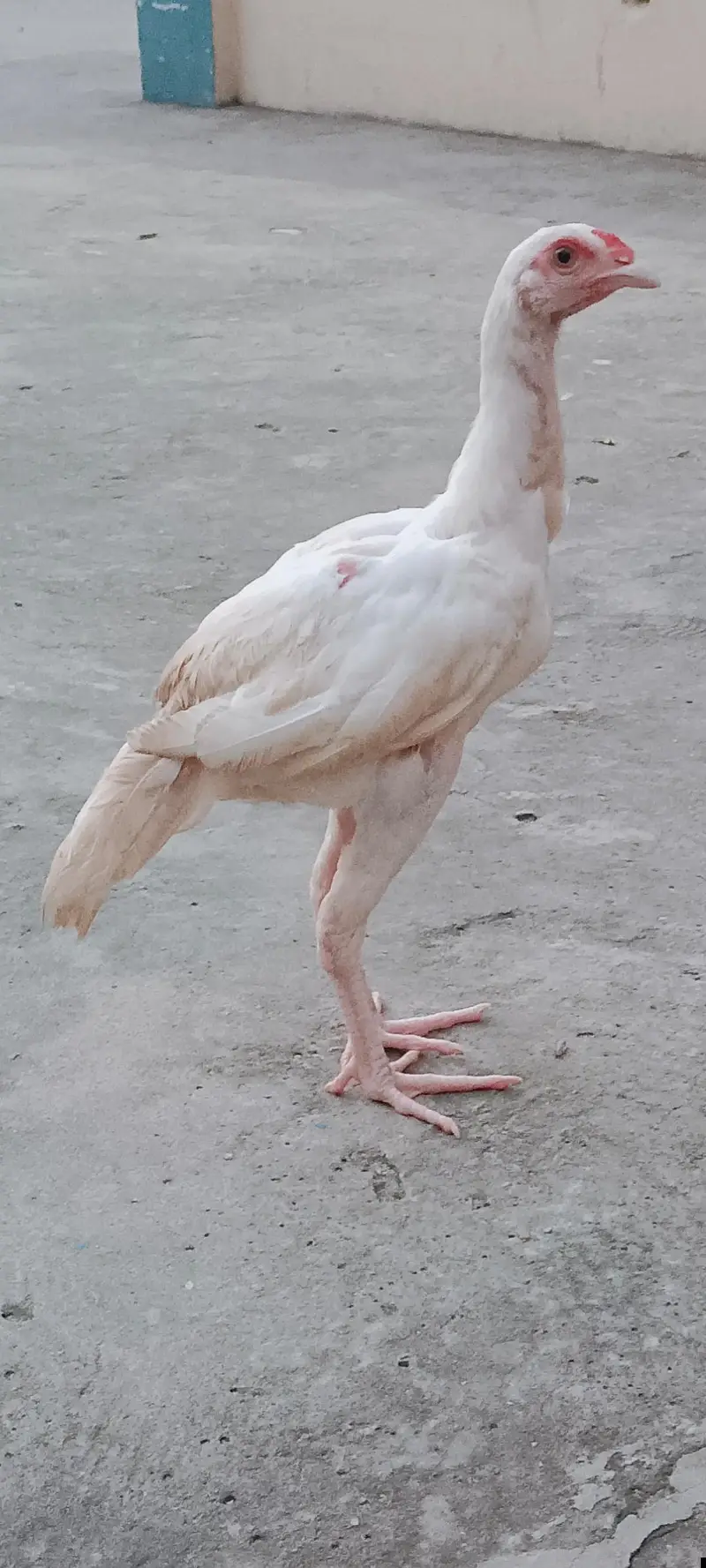 Pure White Aseel Murghy For Sale — photo 7