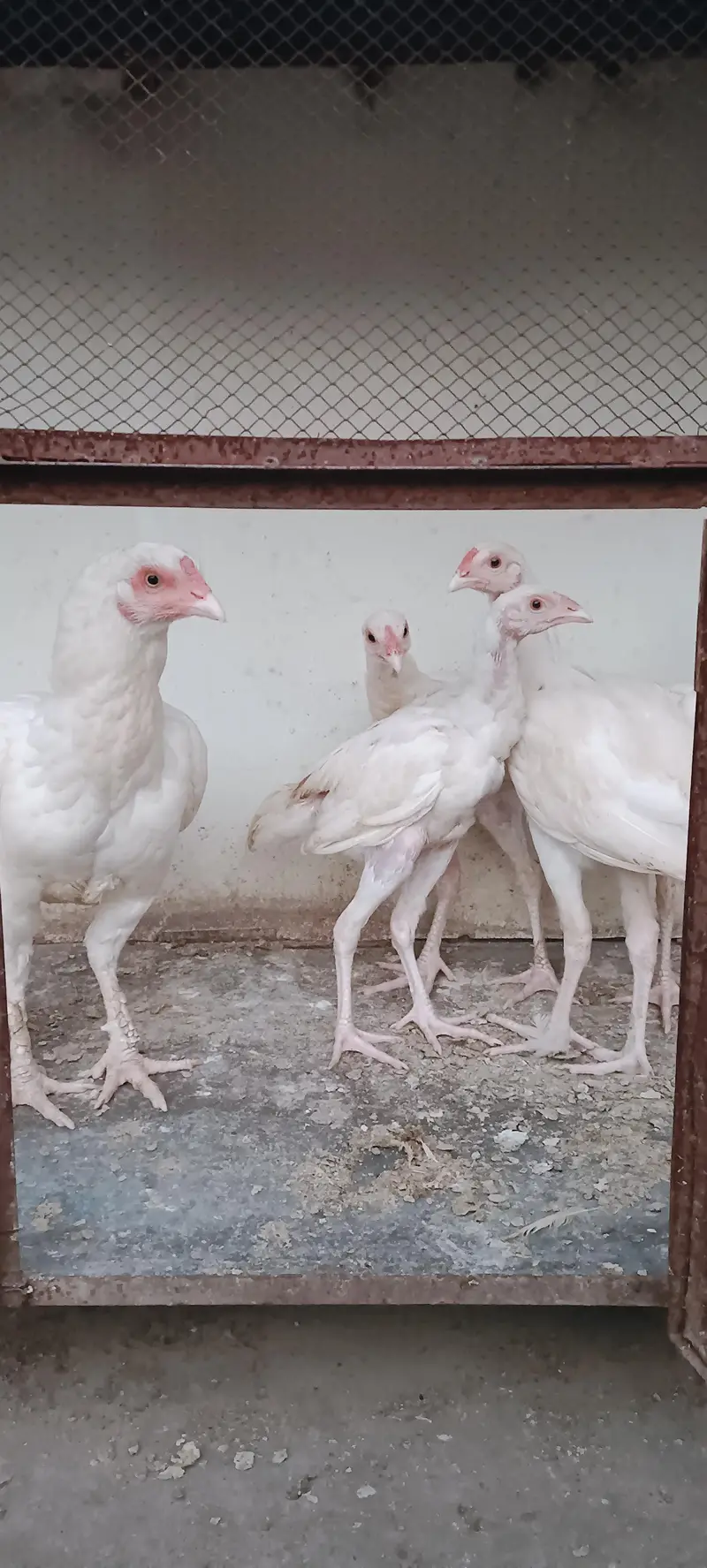 Pure White Aseel Murghy For Sale — photo 10