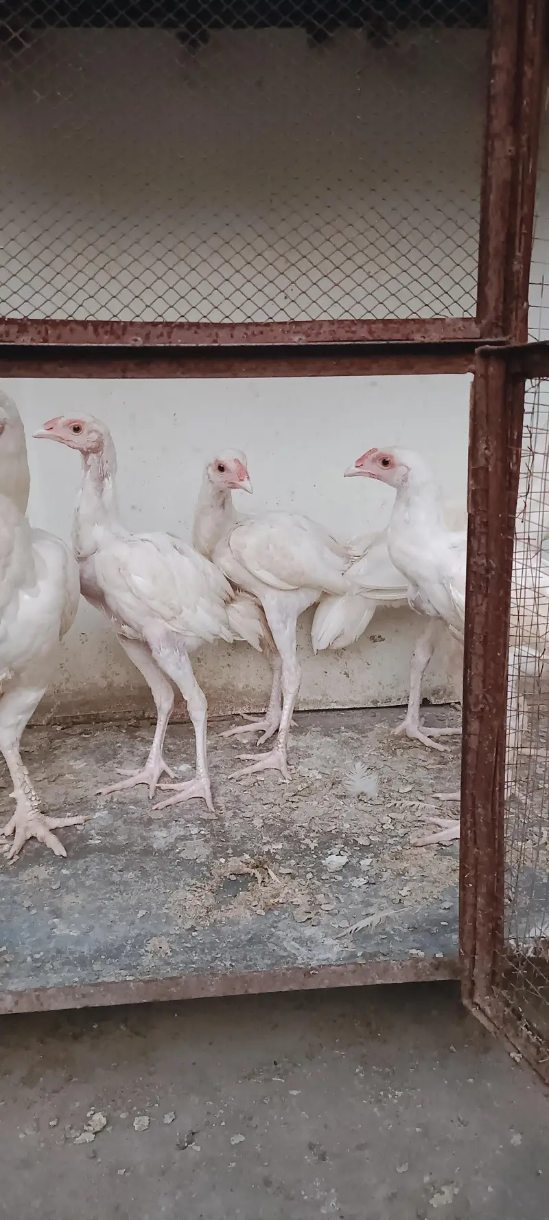 Pure White Aseel Murghy For Sale — photo 11