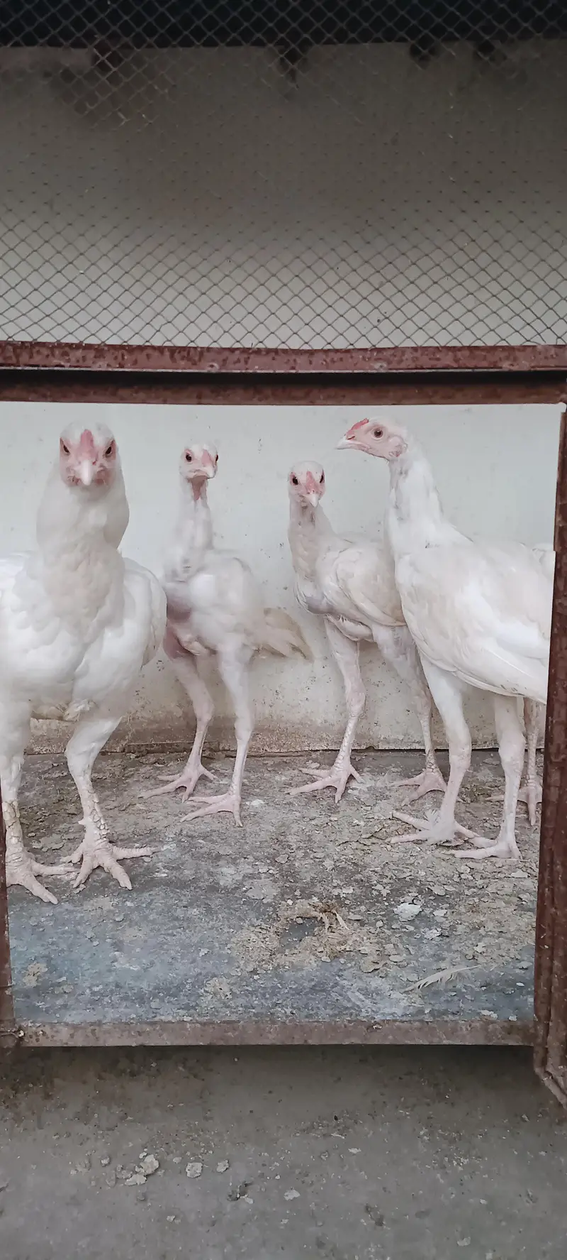 Pure White Aseel Murghy For Sale — photo 12
