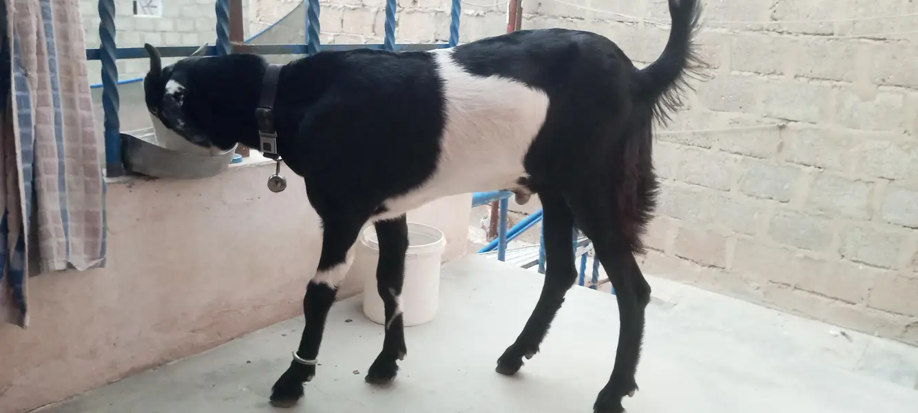korangi (5) 03122316960 — photo 2