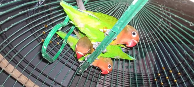3 lovebirds Chicks (Green Fischer/Lutino Personata) Full Self