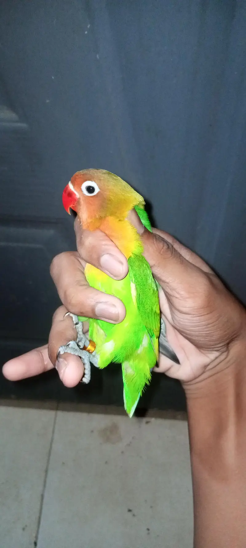 3 lovebirds Chicks (Green Fischer/Lutino Personata) Full Self — photo 2