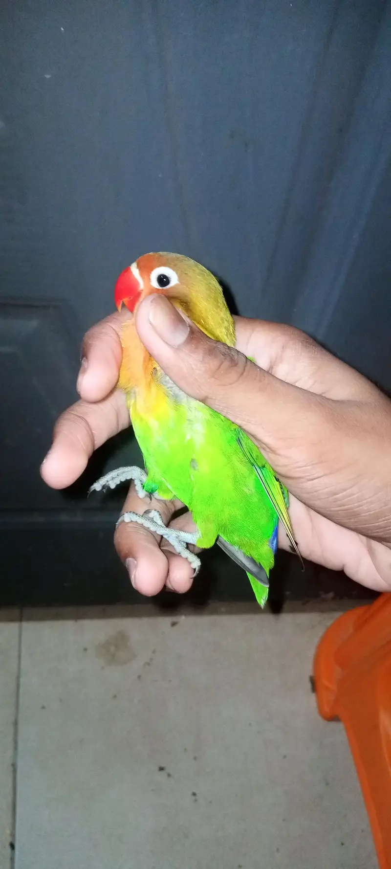 3 lovebirds Chicks (Green Fischer/Lutino Personata) Full Self — photo 3